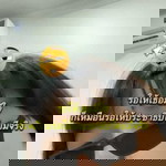 อ๊อง หรอ. profile icon