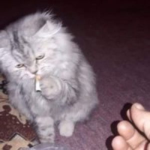 Ariya Chatpimai profile icon