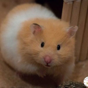 มิณา profile icon