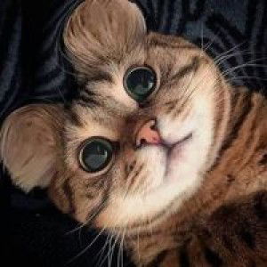 Sania Febriana profile icon