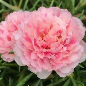 Maruwanee KD profile icon