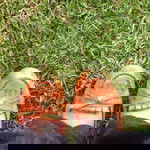 Maiyadah profile icon