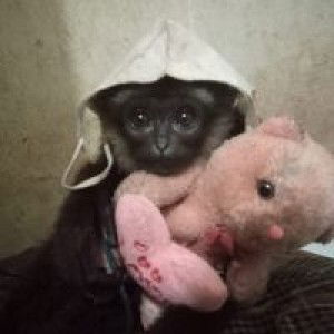 Kikiy Khan profile icon