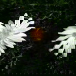 Amalia Amel profile icon