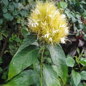 Iemra Canales profile icon