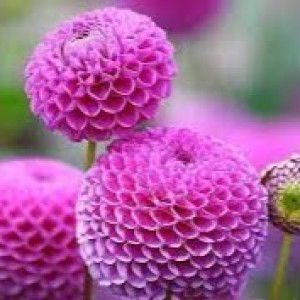 Binti Lailatul M profile icon