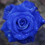 Aishah Yusoh profile icon