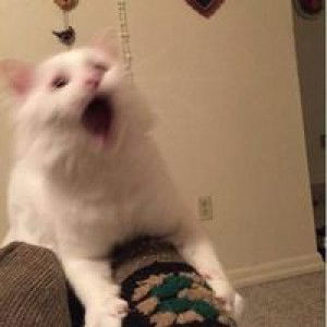 Warinee Khumhuang profile icon