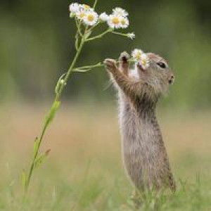 พัสวีย์ อินนา profile icon