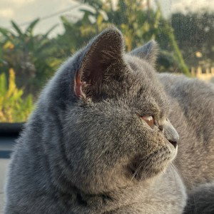 Ayna Najwa profile icon