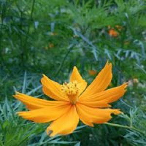 Meii Lsyana profile icon