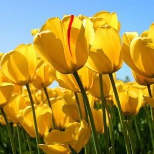 Dian Puspitasari profile icon