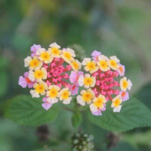 tsbydbdisomj profile icon