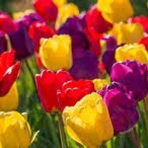 CHING MONDERO profile icon