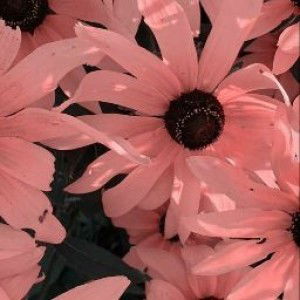 Afra Mariyam profile icon