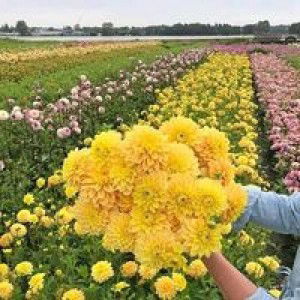 Moza Moza Shoop profile icon