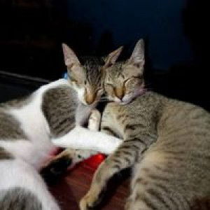 YanYan Angel Grey profile icon