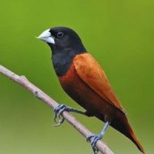 Mae Sheilou Lamzon Conserva profile icon