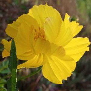 Mansur Arjun profile icon