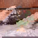 Areeya Mtm profile icon