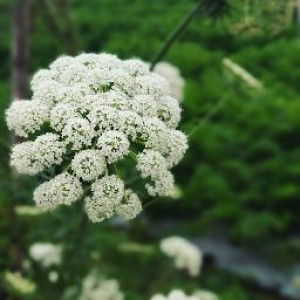 Ayu Kumala profile icon