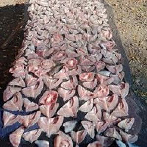 Plakem Plakem profile icon