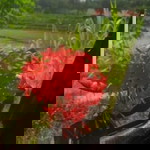 Kaukabun Durry profile icon