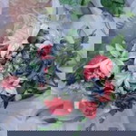 Itty Sitti Halija profile icon