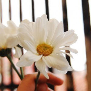 Putri Radiah profile icon