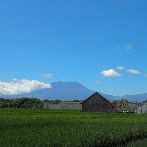 salimah profile icon