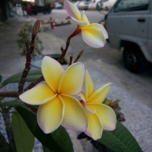 Putri Ireny profile icon