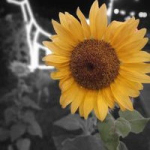 Chowchiz Toeteeppulephel profile icon