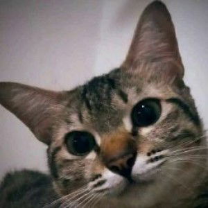 Delanissah profile icon