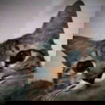 Delanissah profile icon