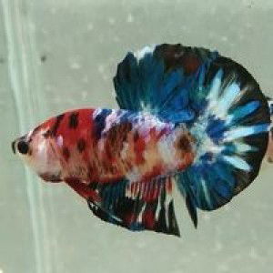 Widya Ika Handayani profile icon