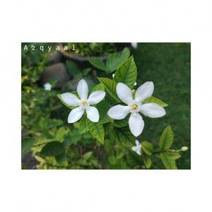 Azqya Al Fath profile icon