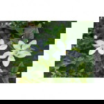 Azqya Al Fath profile icon