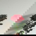 Julianna profile icon