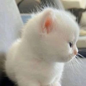 Bhai Arnia Mangelen-Ayob profile icon