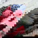 Fhang Ngit profile icon
