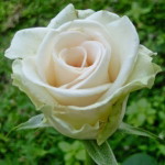 Aliya shanum profile icon