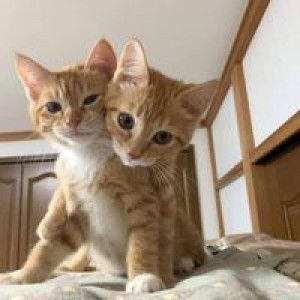 Sophia Bookyala profile icon