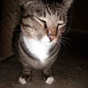 Ayu Bidari profile icon