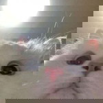 Nurul Sakinah profile icon