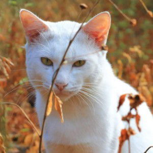 Andry awan profile icon