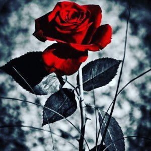 Dea Fegianti profile icon