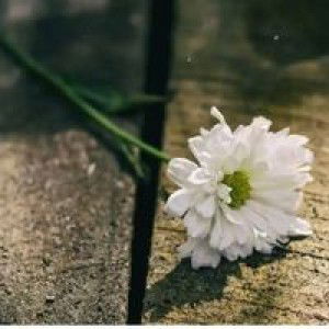 Silvania Putri profile icon