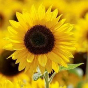 fhebyframestya weny profile icon