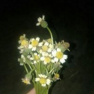 Sheila Ferdiansyah profile icon