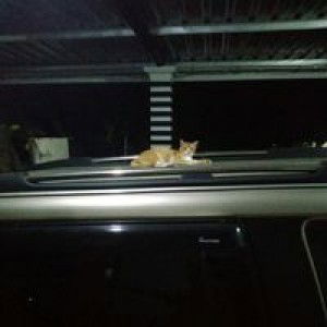 Ghibran profile icon